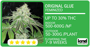 Discovering the Gorilla Strain A Comprehensive Guide